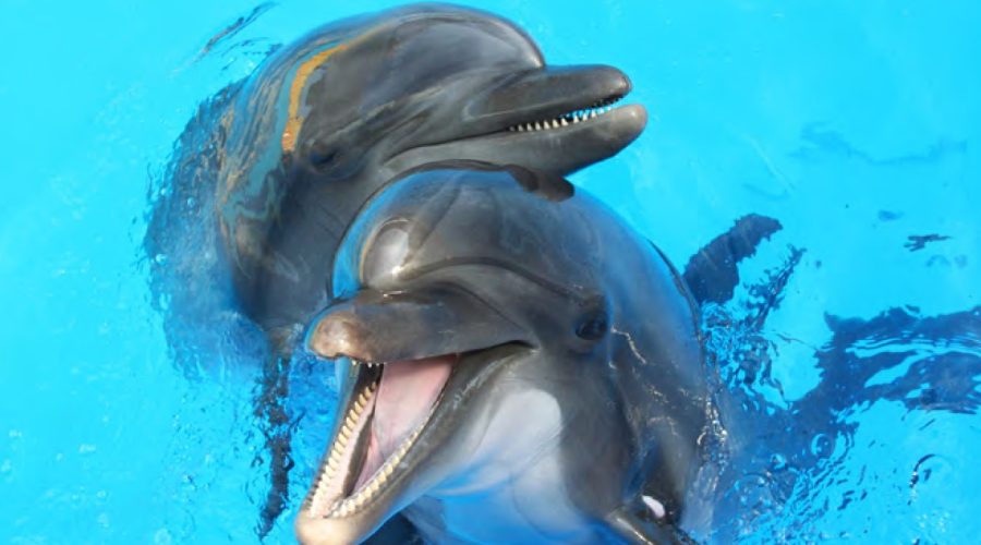 dolfins